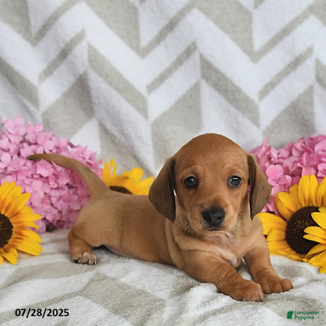 Miniature Dachshund dogs for sale: Rainey - Image 1