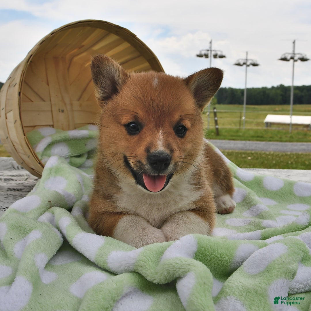 Welsh Corgi Pembroke dogs for sale: Tad - Image 5