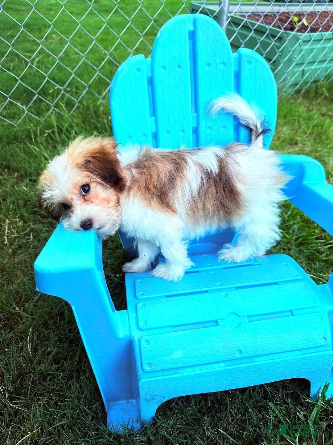 Havanese dogs for sale: Fefe Chanel - Image 3