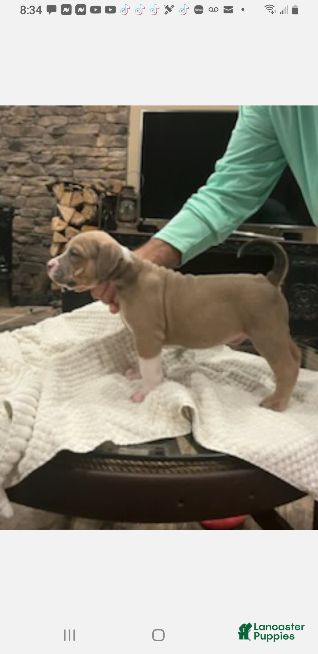 American Bully dogs for sale: Socks - Image 42