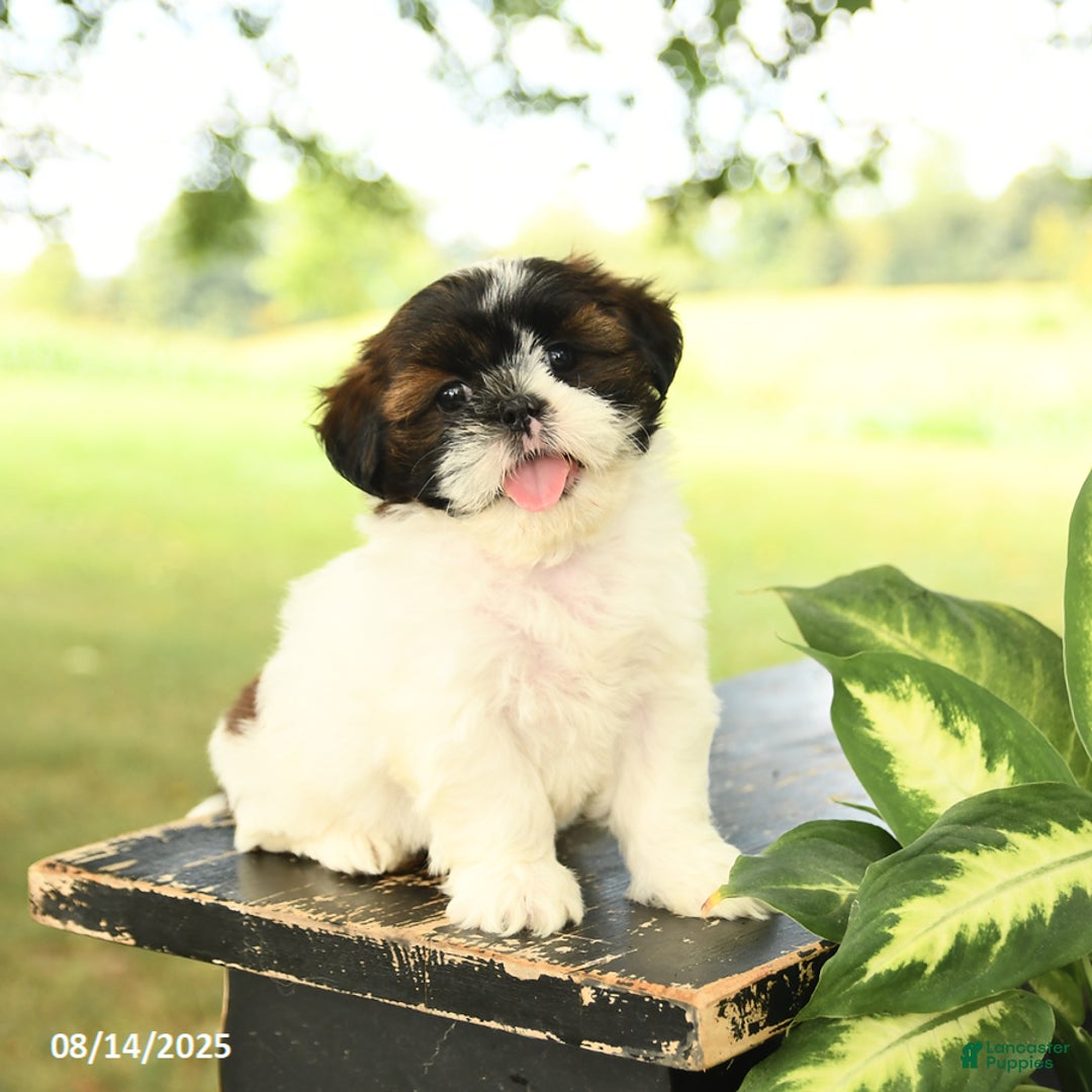 Shih Tzu dogs for sale: Lucy - Image 5