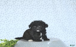 Mini Goldendoodle dogs for sale: Karter - Image 6