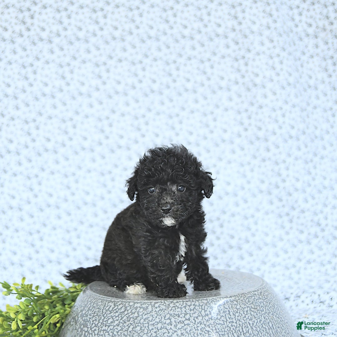 Mini Goldendoodle dogs for sale: Karter - Image 6