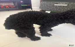 Miniature Poodle dogs for sale: Panchito - Image 7
