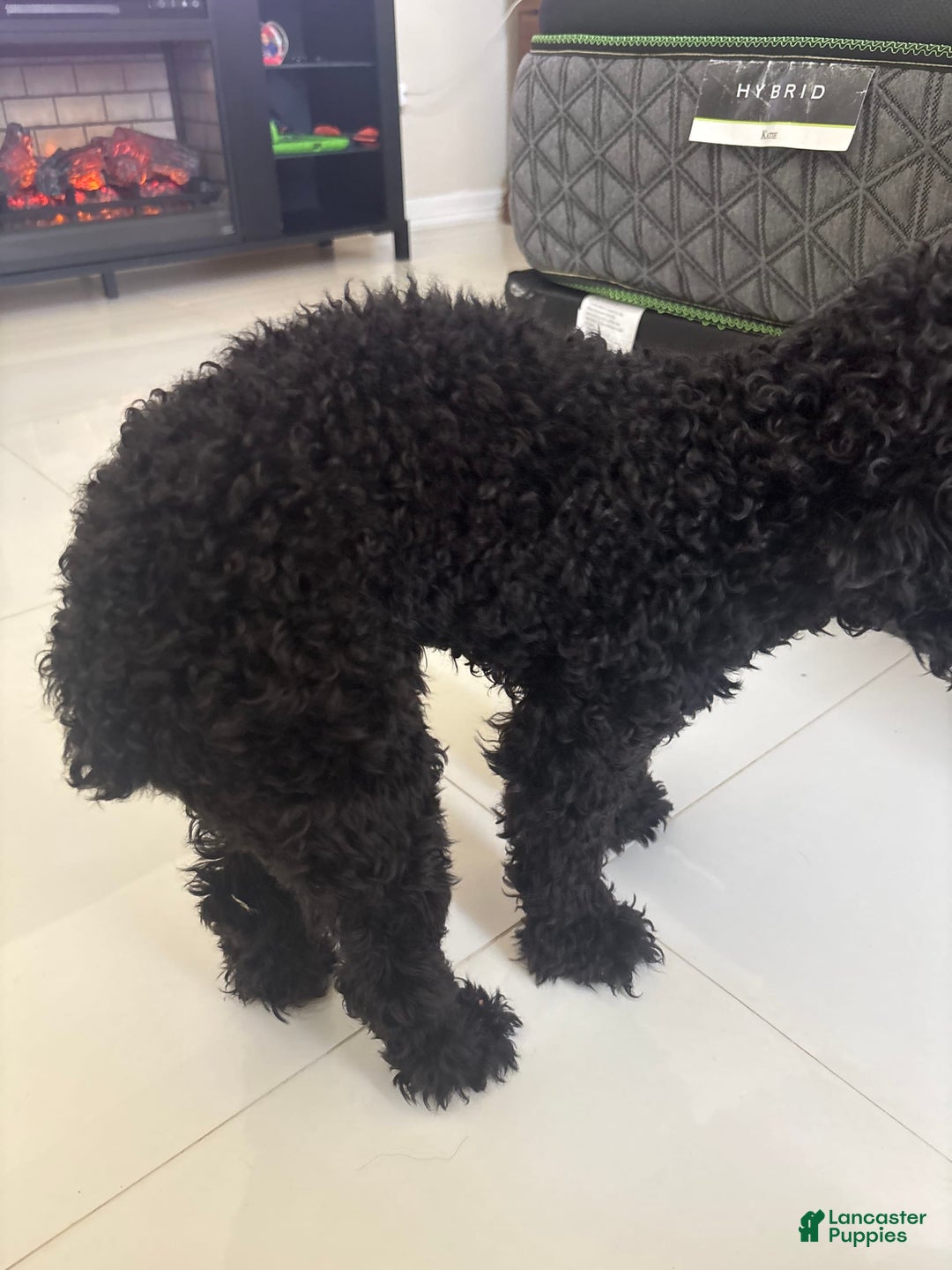 Miniature Poodle dogs for sale: Panchito - Image 7