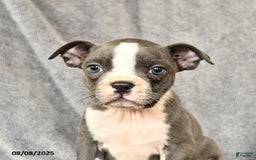 Boston Terrier dogs for sale: Moxie - Image 4