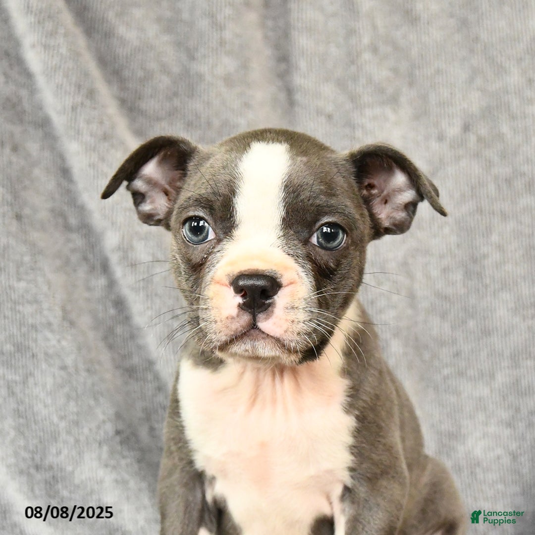 Boston Terrier dogs for sale: Moxie - Image 4
