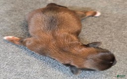 Shorkie dogs for sale: Peanut - Image 8