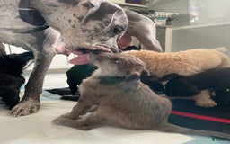 Great Dane dogs for sale: Rusty - Image 4