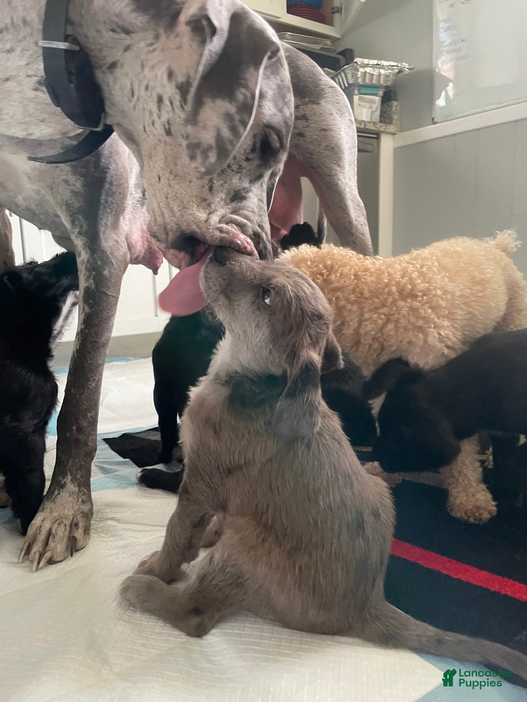 Great Dane dogs for sale: Rusty - Image 4