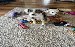 Australian Shepherd dogs for sale: Sugar - Image 3