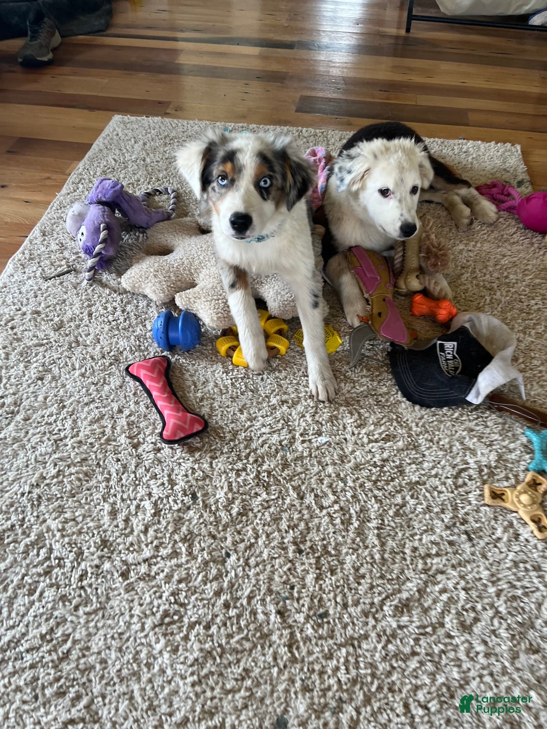 Australian Shepherd dogs for sale: Sugar - Image 3