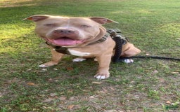 American Pit Bull Terrier dogs for sale: Kilo Jr - Image 5