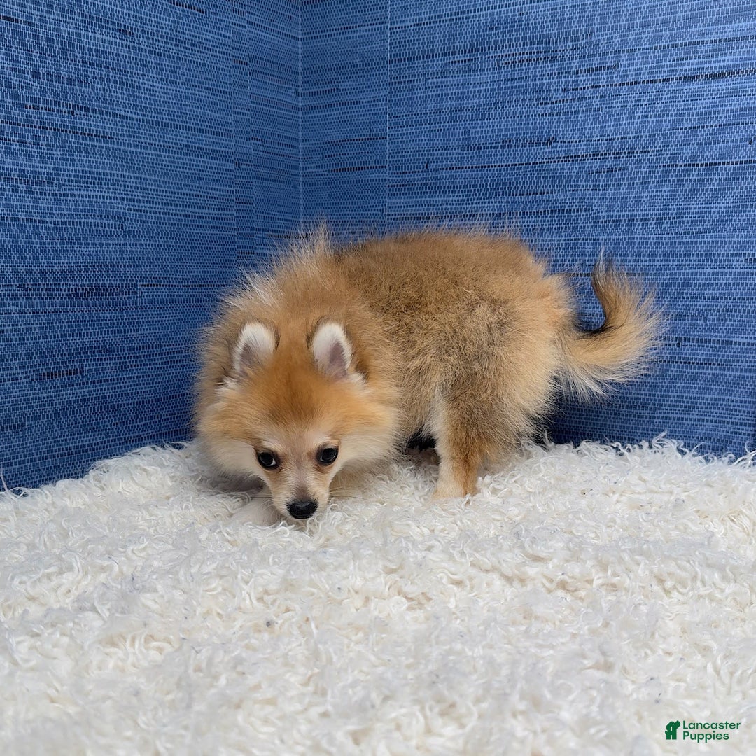 Pomeranian dogs for sale: Taryn - Image 10