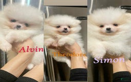 Pomeranian dogs for sale: Simon - Image 3