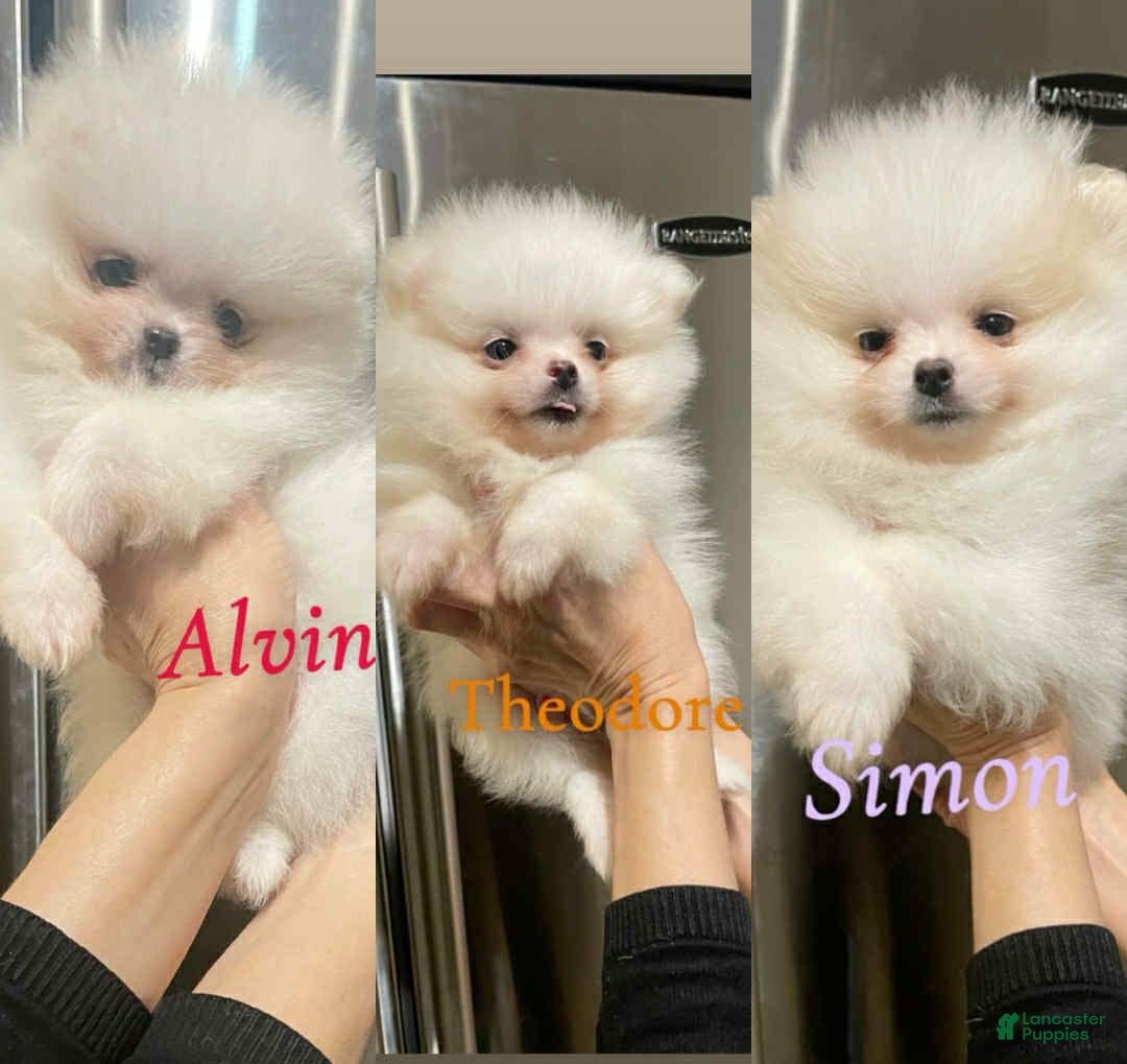 Pomeranian dogs for sale: Simon - Image 3