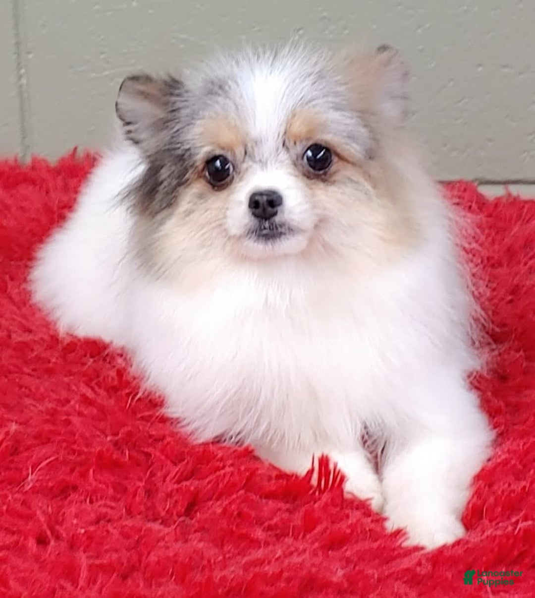 Pomeranian dogs for sale: Sparkle - Image 12