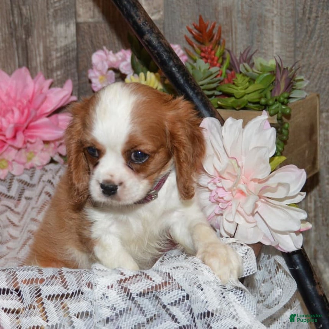 Cavalier King Charles Spaniel dogs for sale: Destiny - Image 3