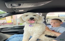 Goldendoodle dogs for sale: Blue Collar - Image 5