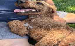 Standard Poodle dogs for sale: Ike - Image 3