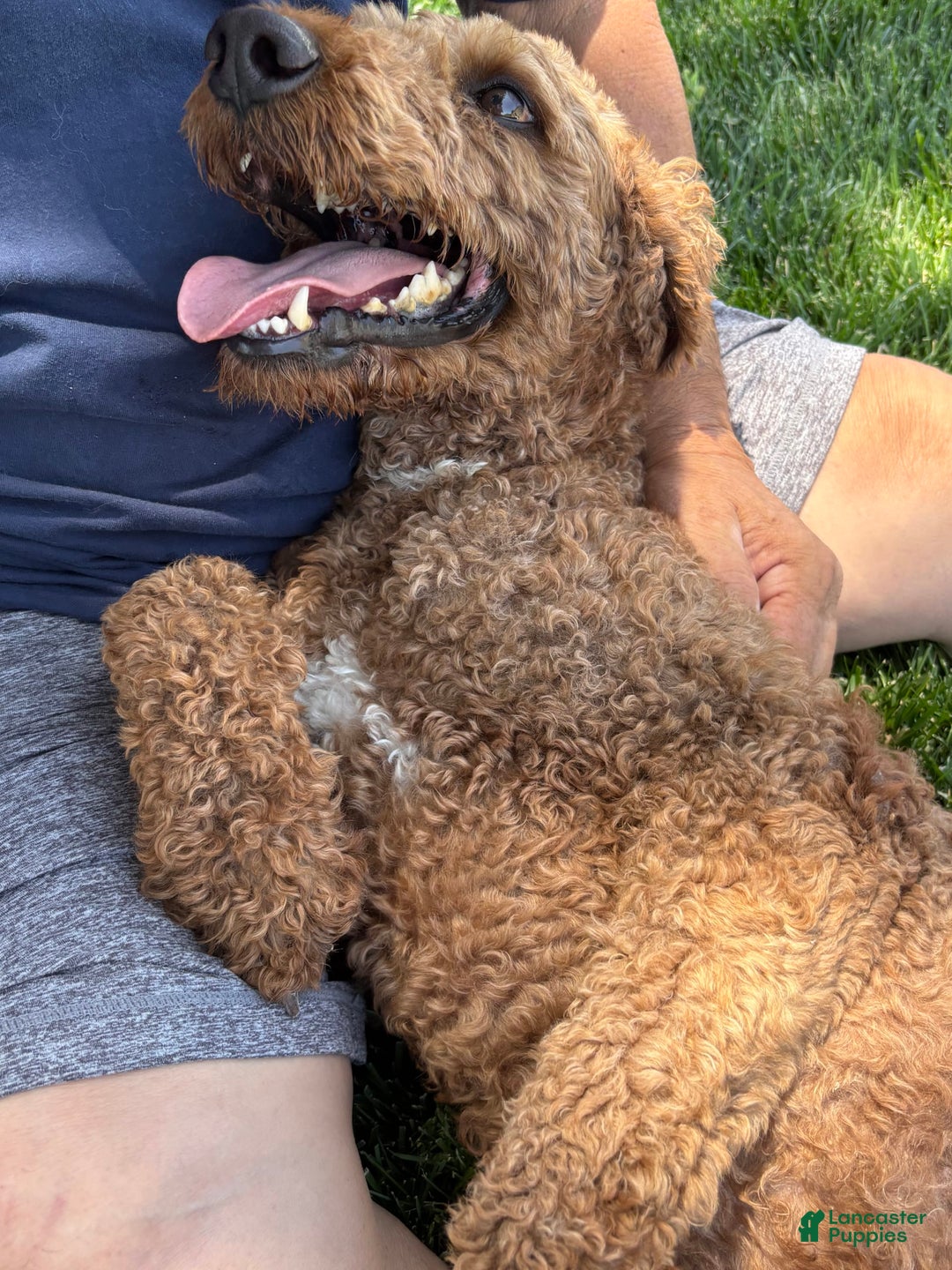 Standard Poodle dogs for sale: Ike - Image 3