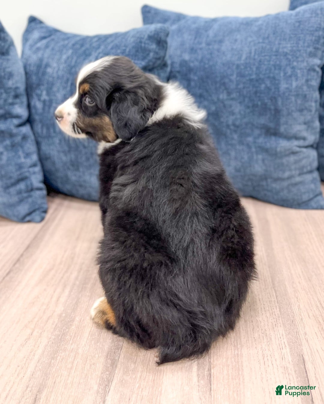Australian Shepherd dogs for sale: Jake - Image 5