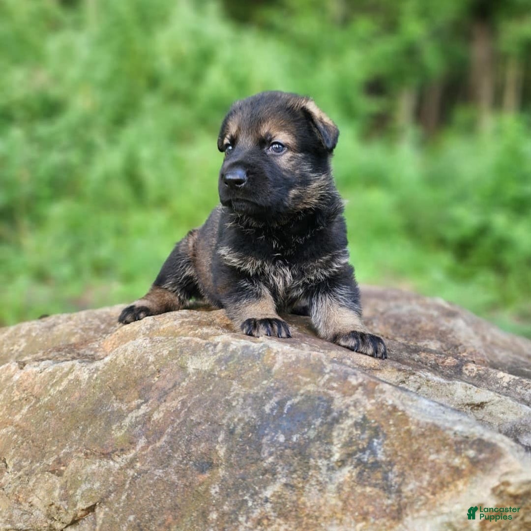 German Shepherd dogs for sale: Karma - Image 18
