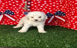 Miniature Poodle dogs for sale: Rainy - Image 2