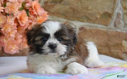 Shih Tzu dogs for sale: Rambo - Image 3