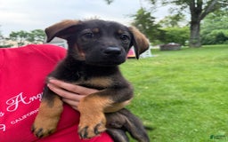 German Shepherd dogs for sale: Loki - Image 5