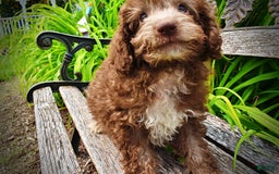 Havapoo dogs for sale: Toto - Image 20