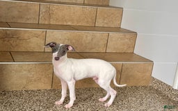 Italian Greyhound dogs for sale: Jace - Image 14