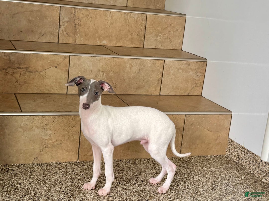 Italian Greyhound dogs for sale: Jace - Image 14
