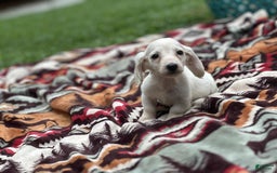 Miniature Dachshund dogs for sale: Ice - Image 2