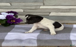 Rat Terrier dogs for sale: Jackson - Image 1