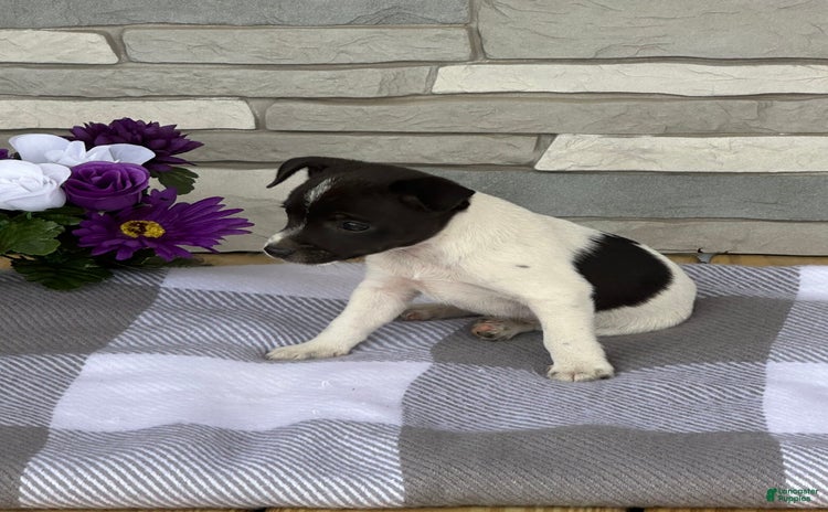 Rat Terrier dogs for sale - Ad 4