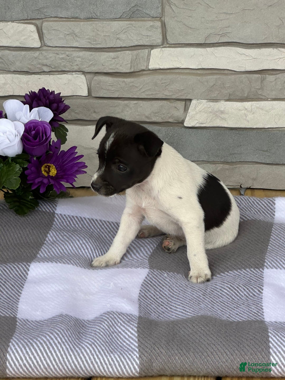 Rat Terrier dogs for sale: Jackson - Image 1