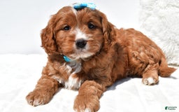 Mini Goldendoodle dogs for sale: Rubble - Image 8