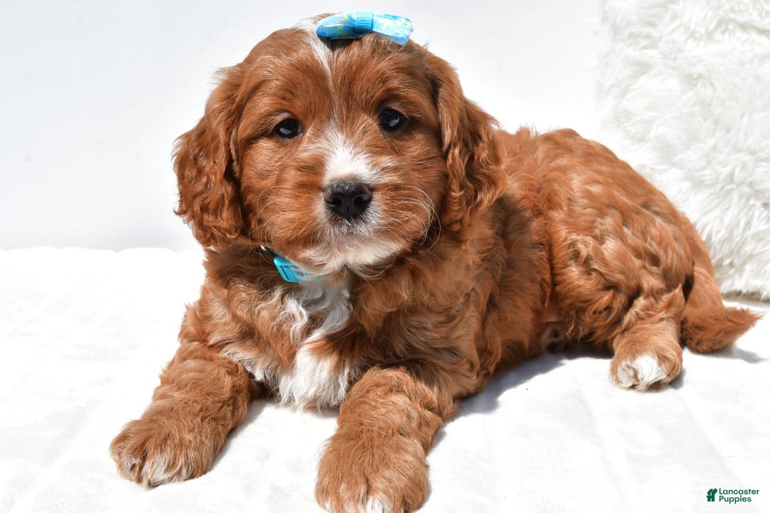 Mini Goldendoodle dogs for sale: Rubble - Image 8