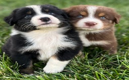Australian Shepherd dogs for sale: Colby - Image 7