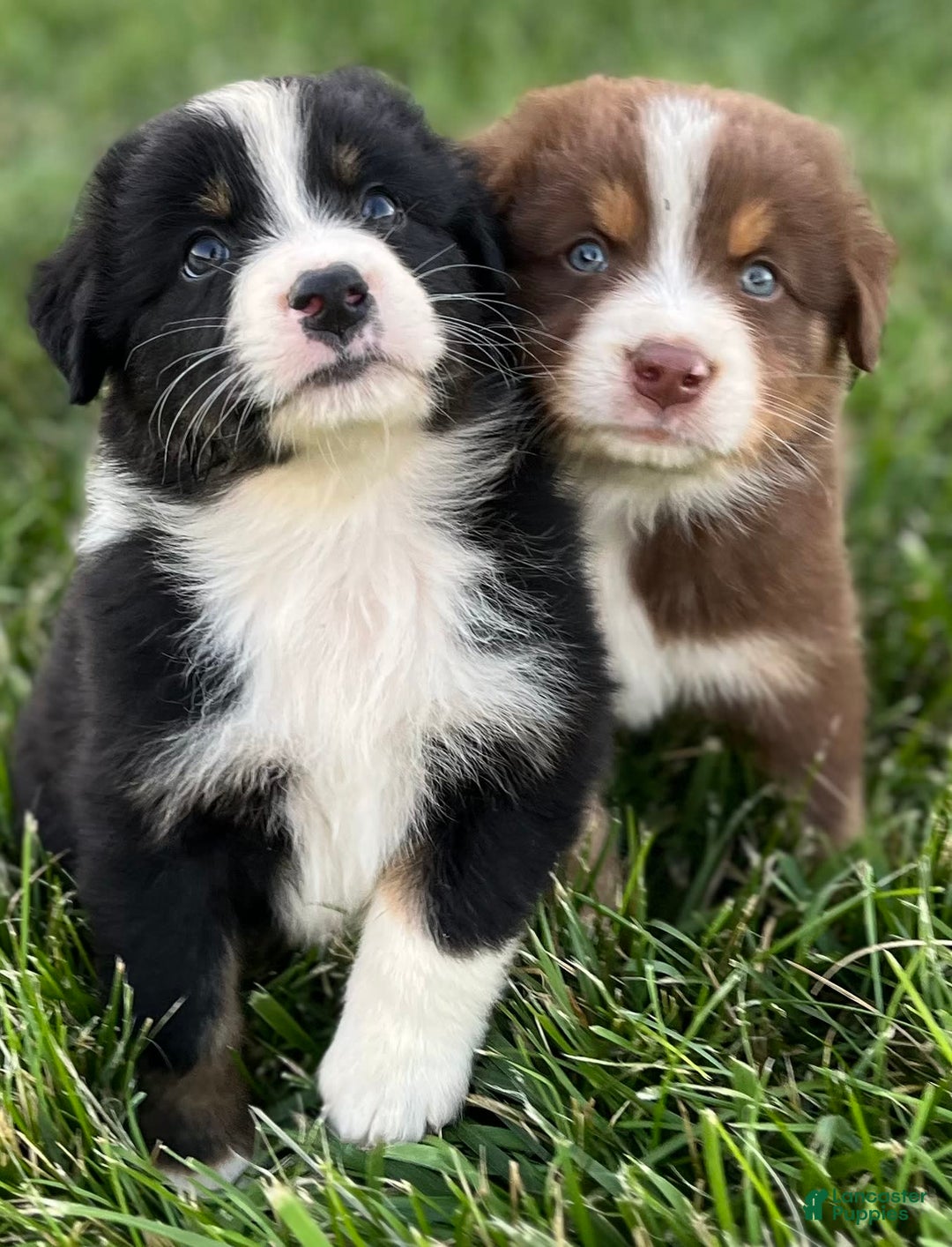 Australian Shepherd dogs for sale: Colby - Image 7