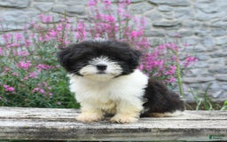 Malshi dogs for sale: Cookies N Cream - Image 4