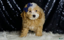 Miniature Poodle dogs for sale: Deeter - Image 3