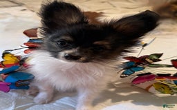 Papillon dogs for sale: Biscuit - Image 1