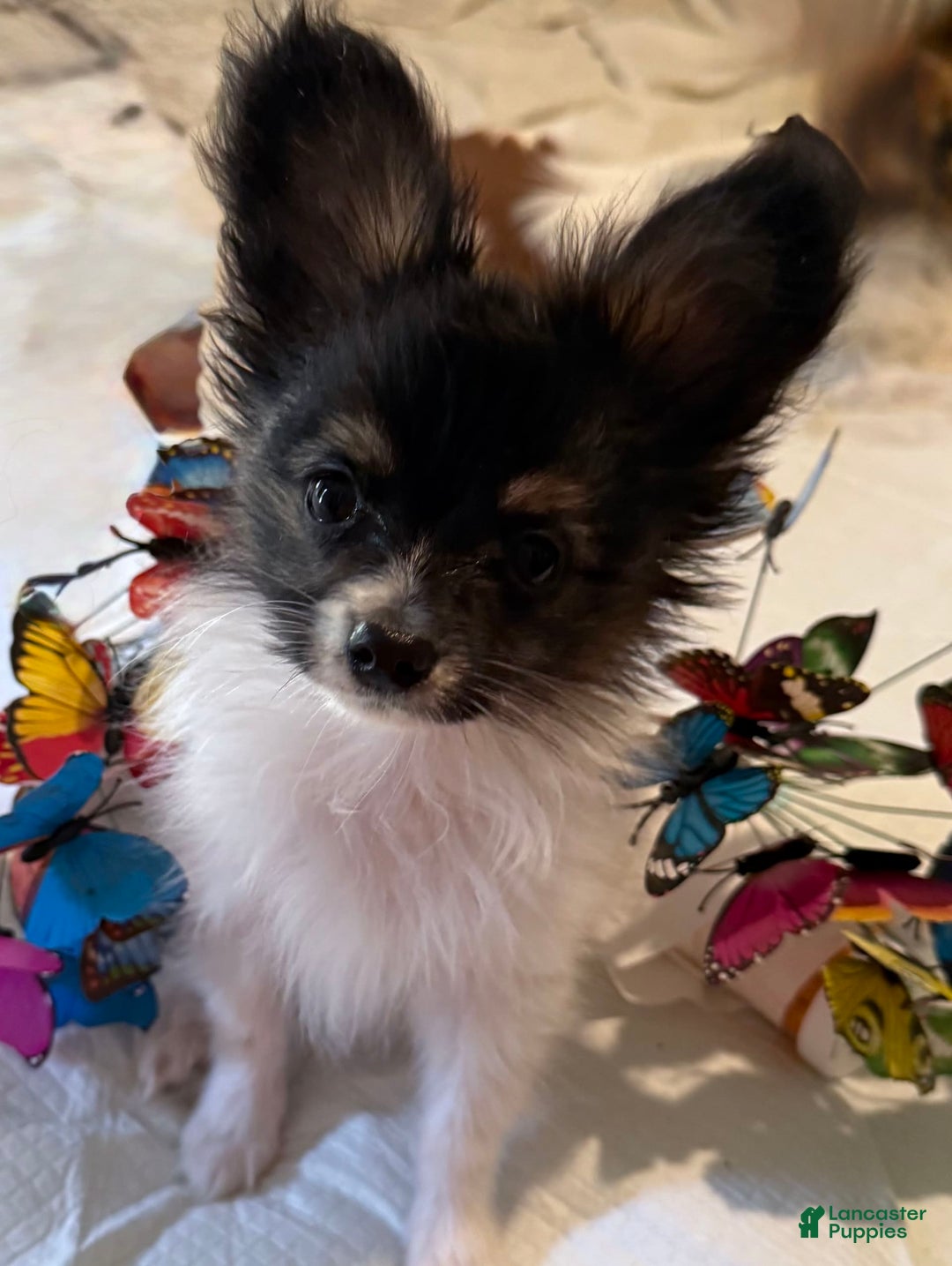 Papillon dogs for sale: Biscuit - Image 1