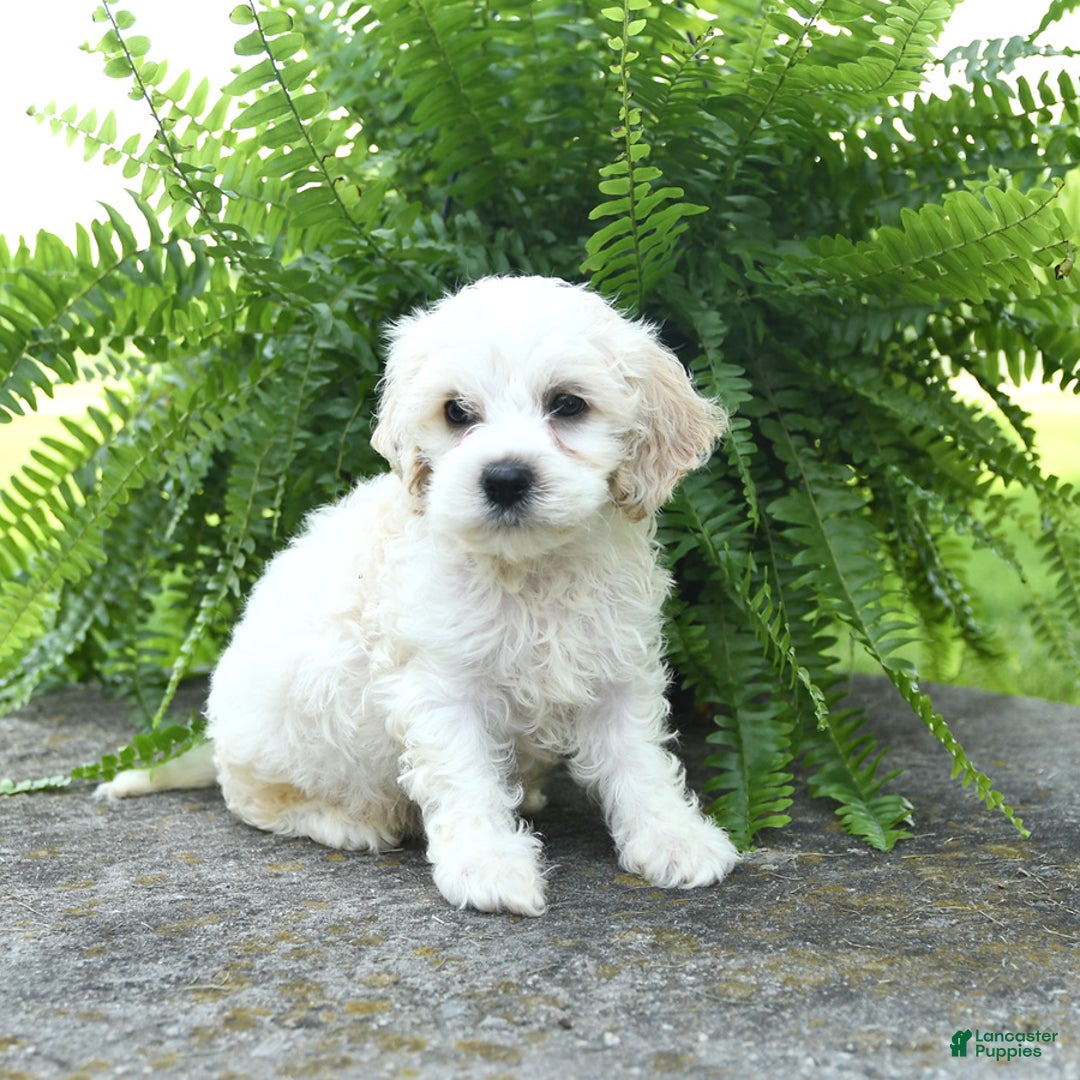 Cavachon dogs for sale: Owen - Image 3