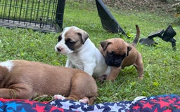 Boxer dogs for sale: Skylar - Image 5