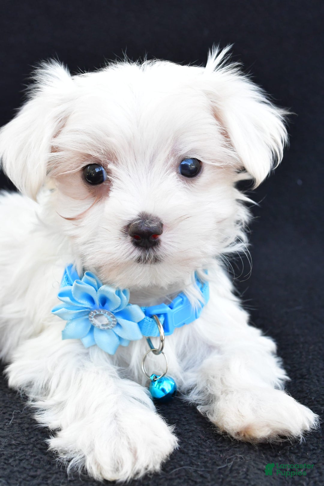 Maltese dogs for sale: Arianna - Image 2