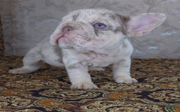 French Bulldog dogs for sale: Xs Rio - Image 7