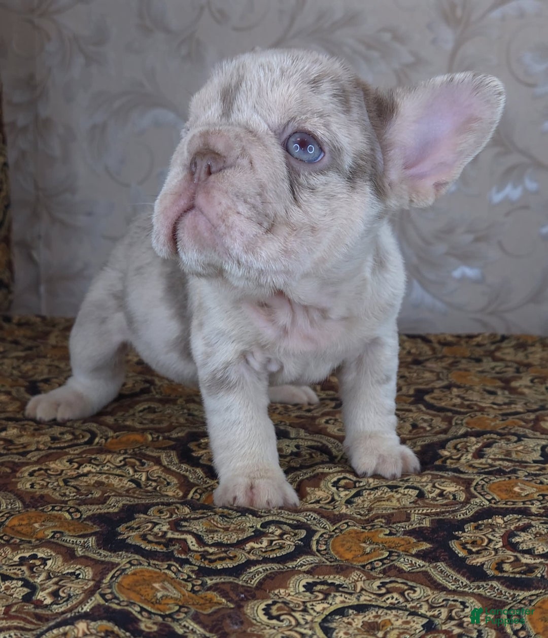 French Bulldog dogs for sale: Xs Rio - Image 7
